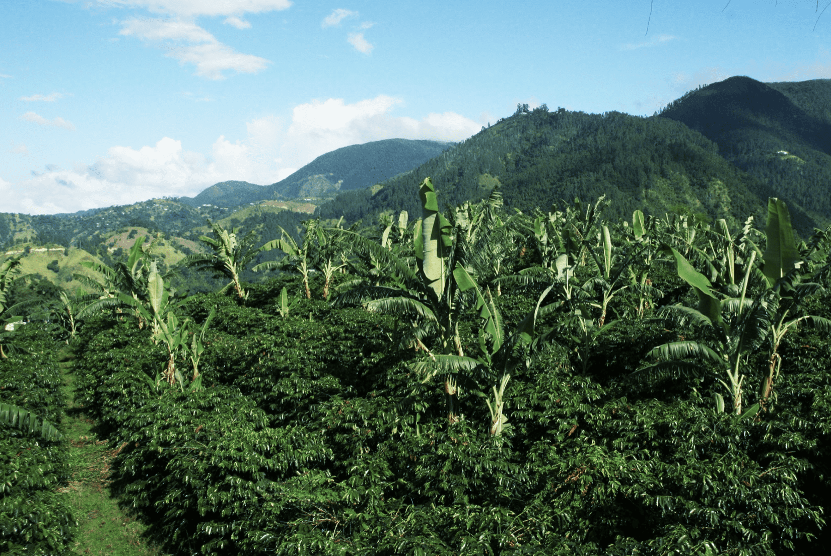 Jamaican Blue Mountain Coffee Growing The World s Most Sought After Brew Jamaican Blue Mountain Coffee Growing The World s Most Sought After Brew